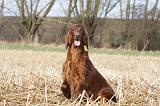 SETTER IRLANDAIS 326